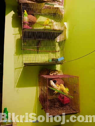 বাজারিগার পাখি